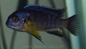 Tropheops sp. 'black dorsal'